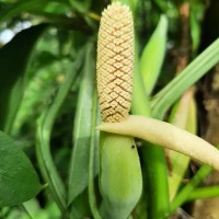 Syngonium angustatum Schott